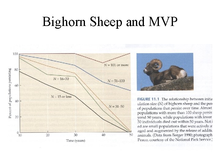 Bighorn Sheep and MVP 