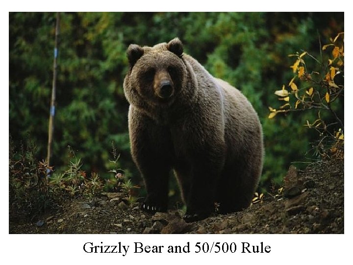 Grizzly Bear and 50/500 Rule 