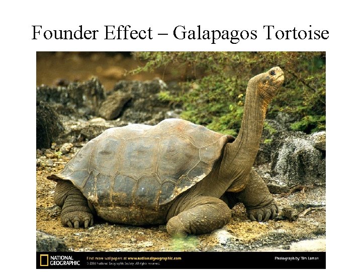 Founder Effect – Galapagos Tortoise 