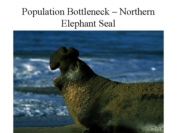Population Bottleneck – Northern Elephant Seal 