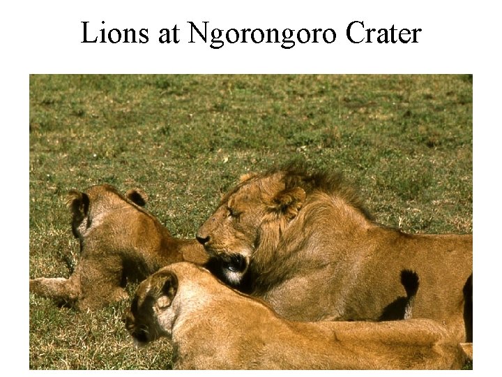 Lions at Ngorongoro Crater 