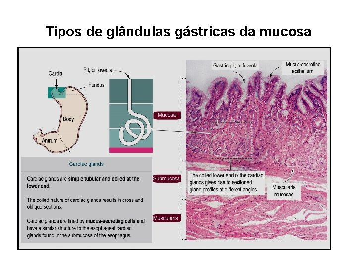 Tipos de glândulas gástricas da mucosa 