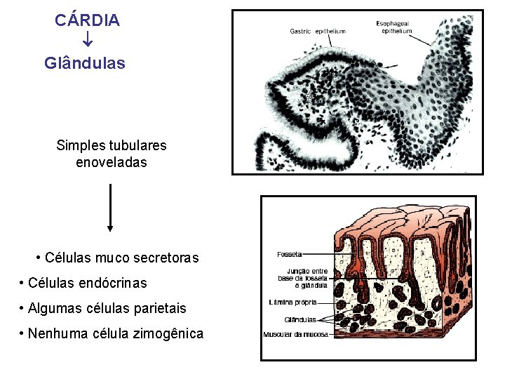 CÁRDIA Glândulas Simples tubulares enoveladas • Células muco secretoras • Células endócrinas • Algumas