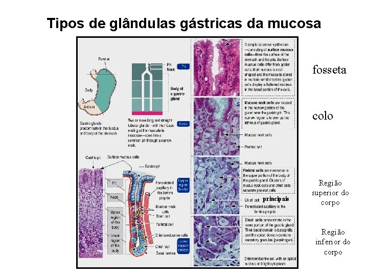 Tipos de glândulas gástricas da mucosa fosseta colo principais Região superior do corpo Região