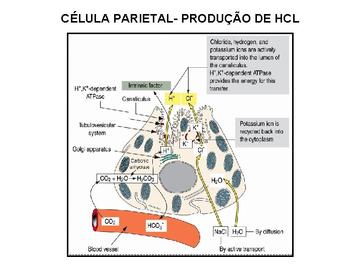 CÉLULA PARIETAL- PRODUÇÃO DE HCL 