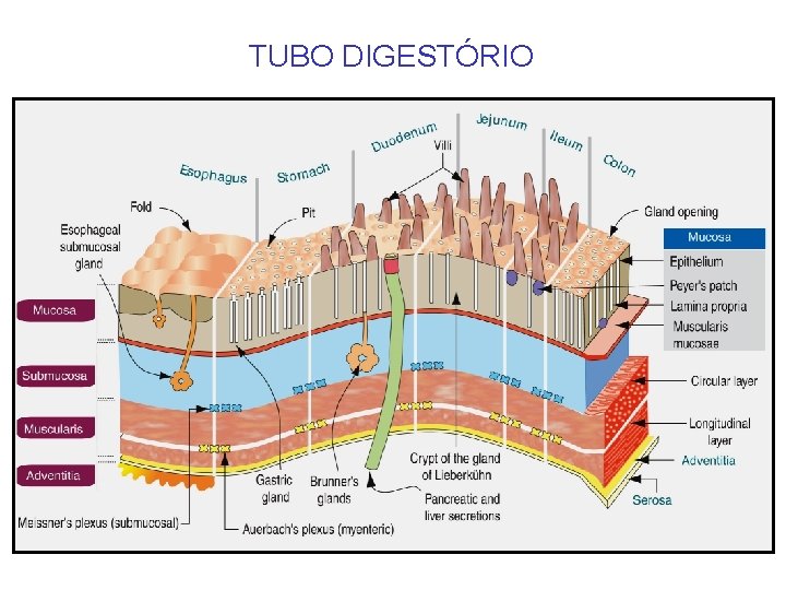 TUBO DIGESTÓRIO 