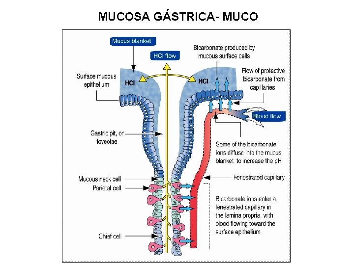 MUCOSA GÁSTRICA- MUCO 