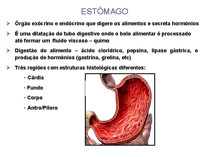 ESTÔMAGO Ø Órgão exócrino e endócrino que digere os alimentos e secreta hormônios Ø