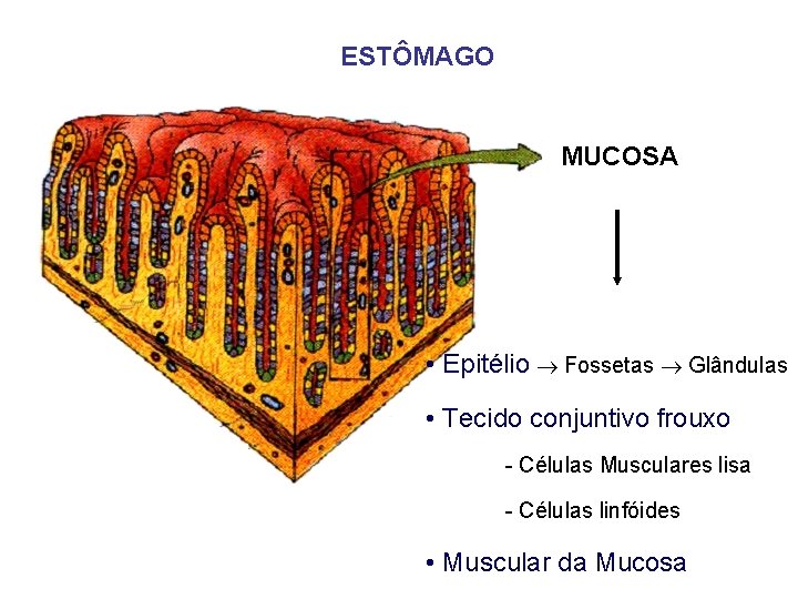 ESTÔMAGO MUCOSA • Epitélio Fossetas Glândulas • Tecido conjuntivo frouxo - Células Musculares lisa