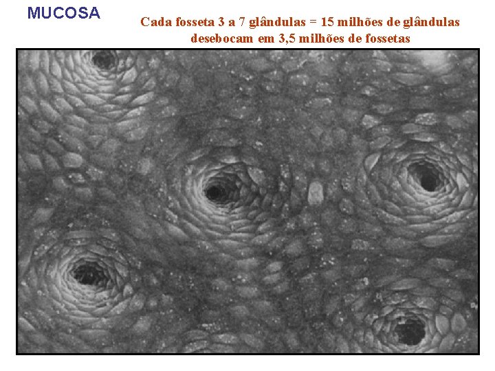 MUCOSA Cada fosseta 3 a 7 glândulas = 15 milhões de glândulas desebocam em