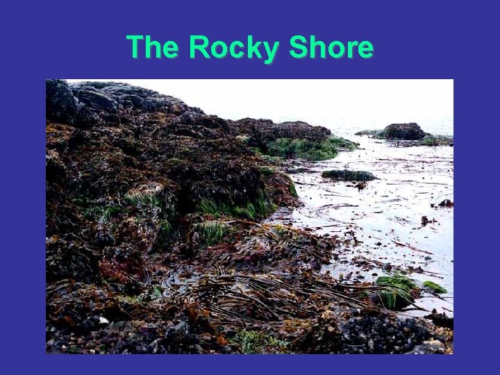 The Rocky Shore 