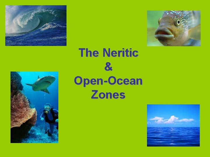 The Neritic & Open-Ocean Zones 