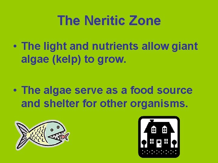 The Neritic Zone • The light and nutrients allow giant algae (kelp) to grow.