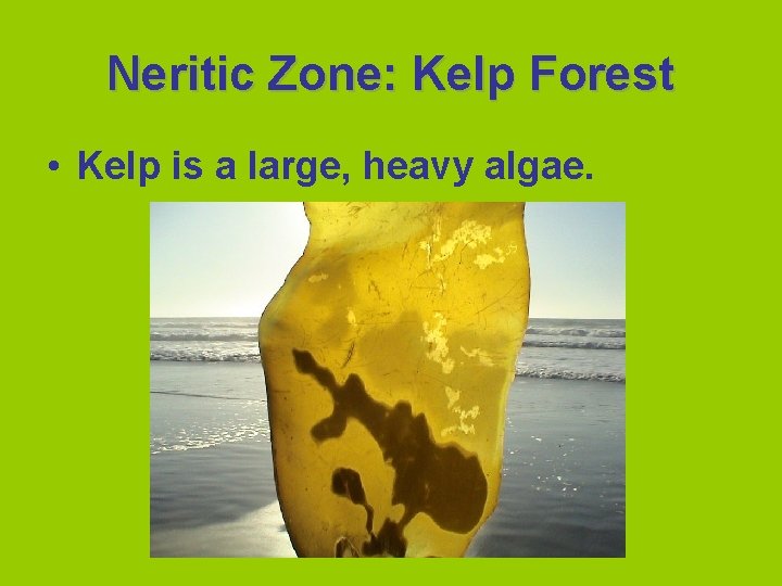 Neritic Zone: Kelp Forest • Kelp is a large, heavy algae. 