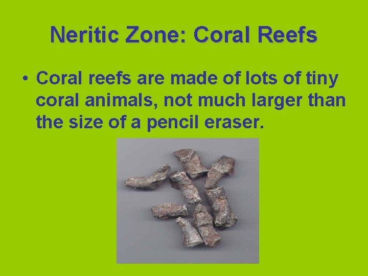 Neritic Zone: Coral Reefs • Coral reefs are made of lots of tiny coral