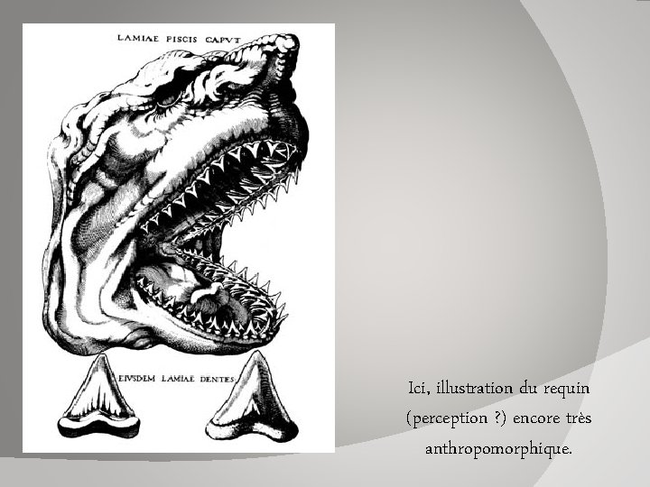 Ici, illustration du requin (perception ? ) encore très anthropomorphique. 