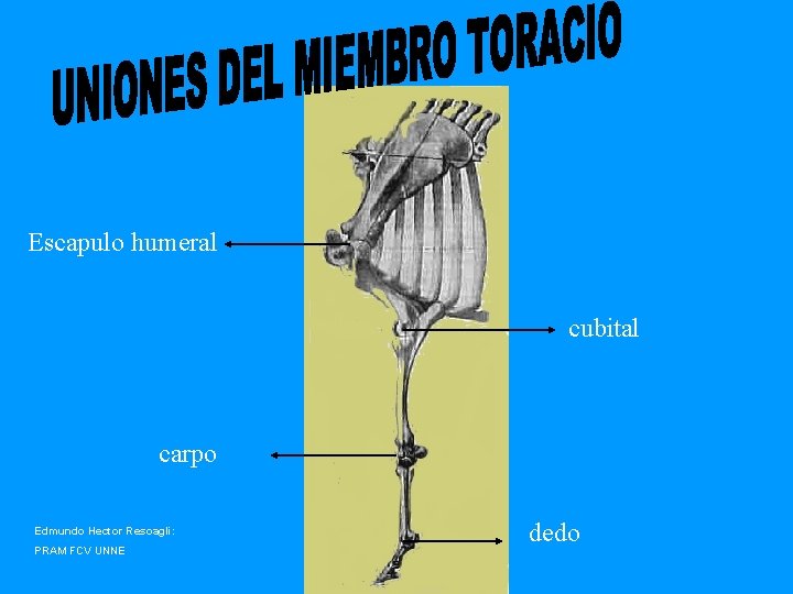 Escapulo humeral cubital carpo Edmundo Hector Resoagli: PRAM FCV UNNE dedo 