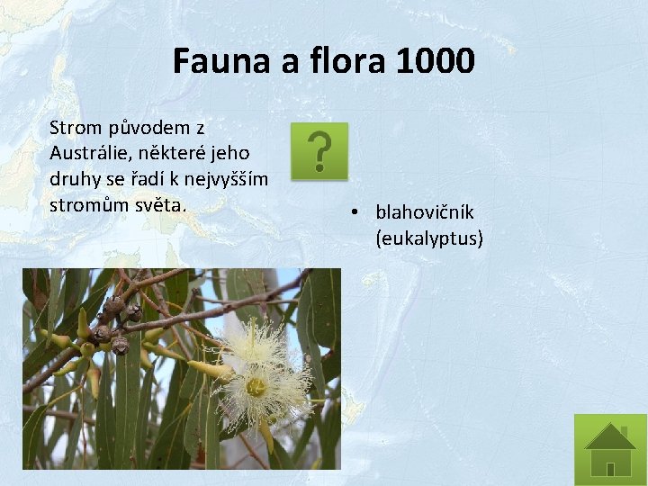 Fauna a flora 1000 Strom původem z Austrálie, některé jeho druhy se řadí k