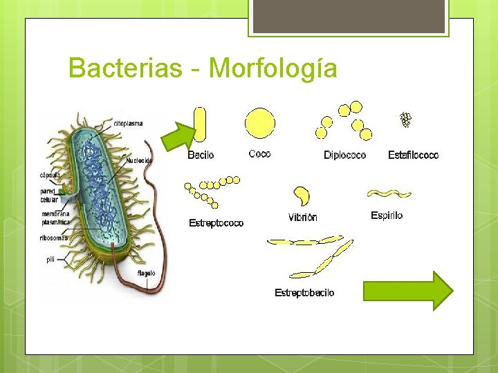 Bacterias - Morfología 