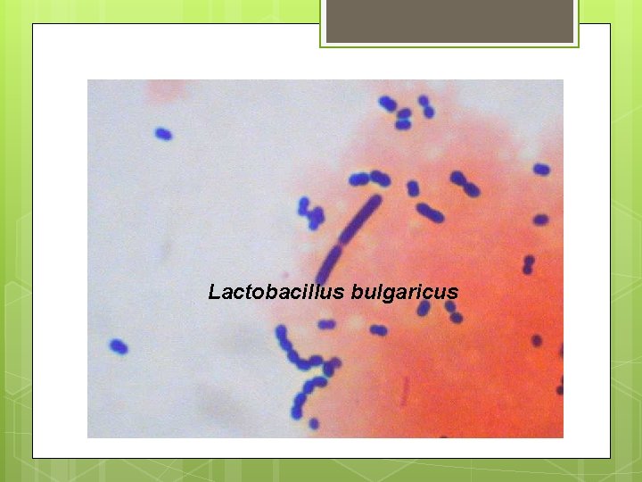 Lactobacillus bulgaricus 