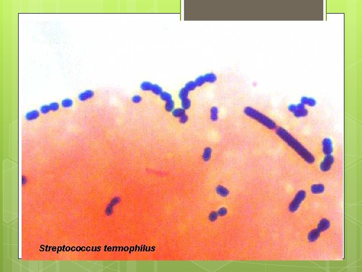 streptococcus thermophilus Streptococcus termophilus 