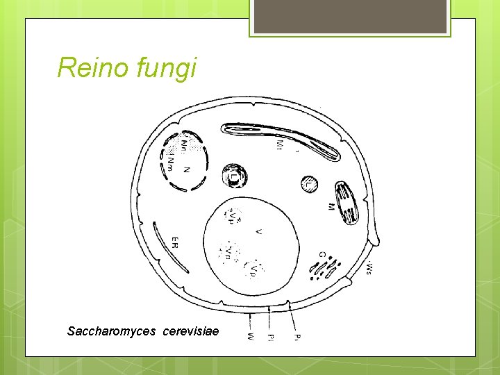 Reino fungi Saccharomyces cerevisiae 