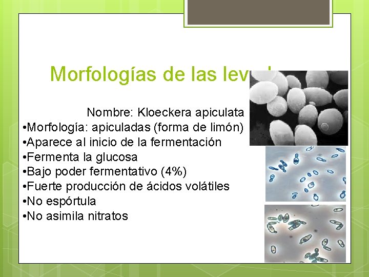 Morfologías de las levaduras. Nombre: Kloeckera apiculata • Morfología: apiculadas (forma de limón) •