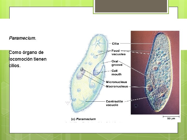 Paramecium. Como órgano de locomoción tienen cilios. 