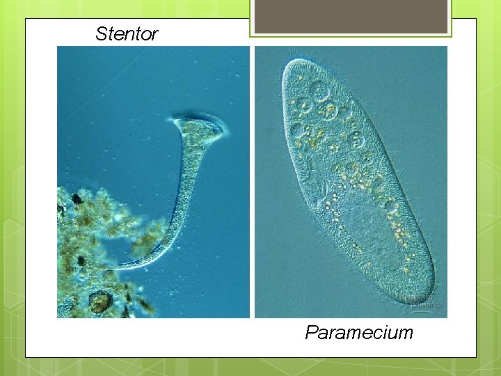 Stentor Paramecium 