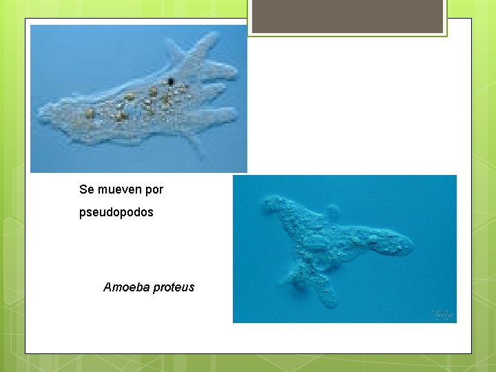 Se mueven por pseudopodos Amoeba proteus 
