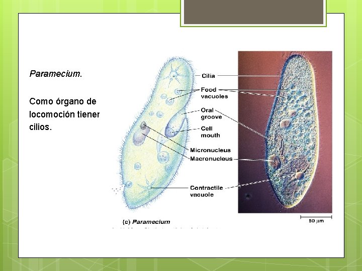 Paramecium. Como órgano de locomoción tienen cilios. 