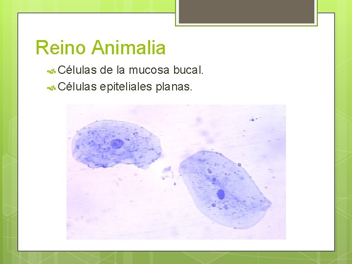 Reino Animalia Células de la mucosa bucal. Células epiteliales planas. 