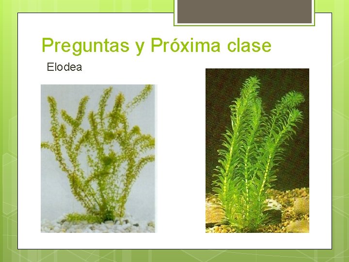 Preguntas y Próxima clase Elodea 