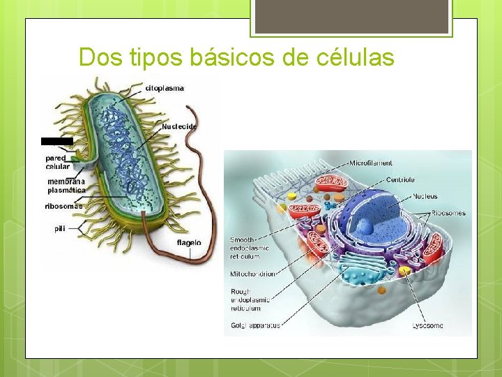 Dos tipos básicos de células 