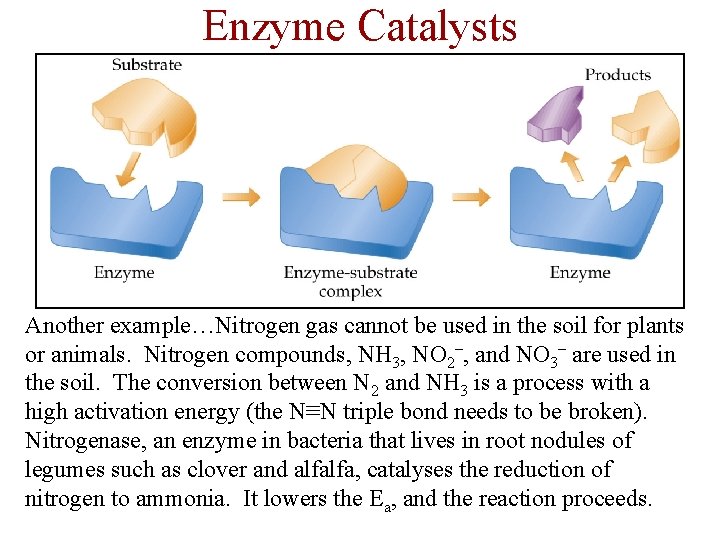 Enzyme Catalysts Another example…Nitrogen gas cannot be used in the soil for plants or