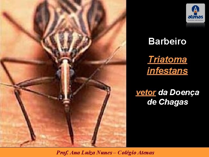 Barbeiro Triatoma infestans vetor da Doença de Chagas Prof. Ana Luiza Nunes – Colégio