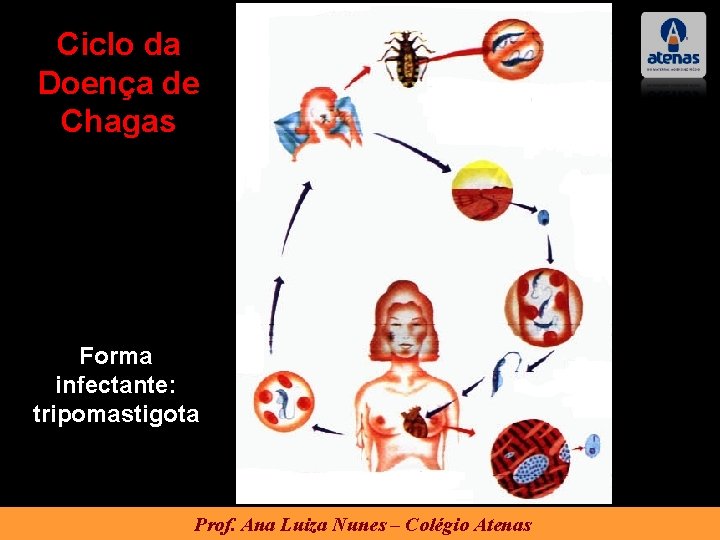 Ciclo da Doença de Chagas Forma infectante: tripomastigota Prof. Ana Luiza Nunes – Colégio