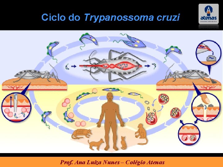 Ciclo do Trypanossoma cruzi Prof. Ana Luiza Nunes – Colégio Atenas 