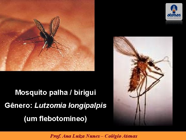 Mosquito palha / birigui Gênero: Lutzomia longipalpis (um flebotomíneo) Prof. Ana Luiza Nunes –