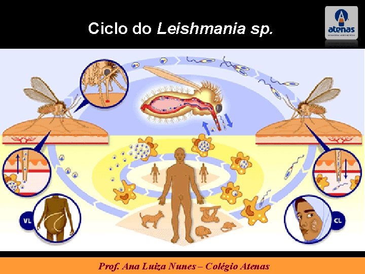 Ciclo do Leishmania sp. Prof. Ana Luiza Nunes – Colégio Atenas 