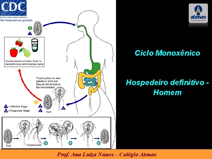 Ciclo Monoxênico Hospedeiro definitivo Homem Prof. Ana Luiza Nunes – Colégio Atenas 