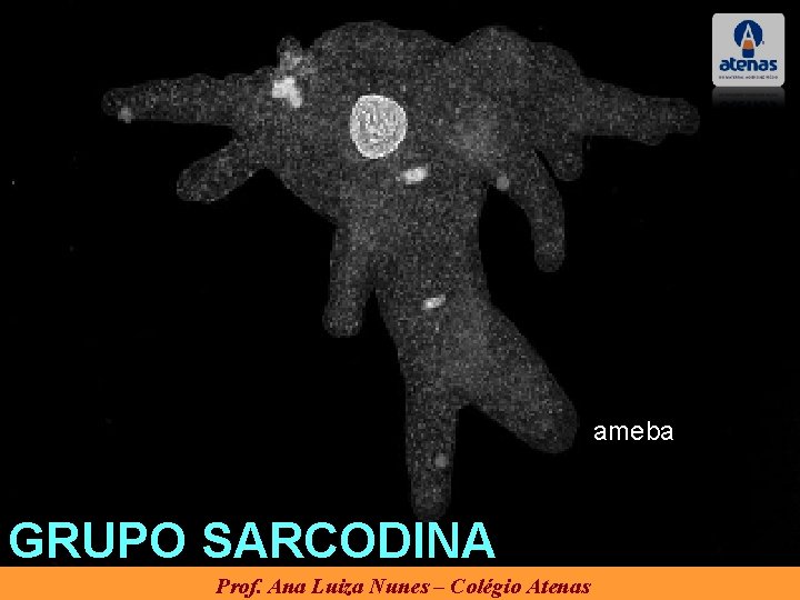 ameba GRUPO SARCODINA Prof. Ana Luiza Nunes – Colégio Atenas ameba GRUPO SARCODINA Prof. Ana Luiza Nunes – Colégio Atenas