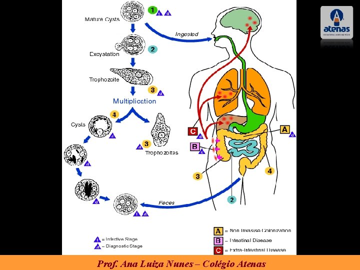 Prof. Ana Luiza Nunes – Colégio Atenas 