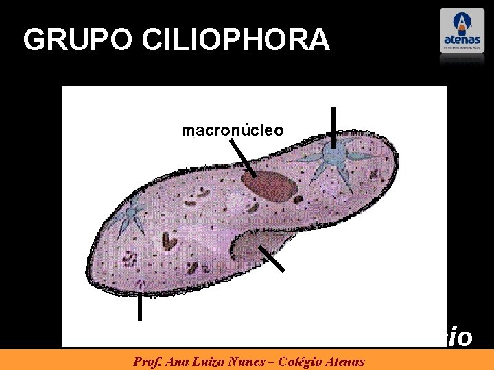 GRUPO CILIOPHORA vacúolo pulsátil macronúcleo Paramécio Prof. Ana Luiza Nunes – Colégio Atenas 