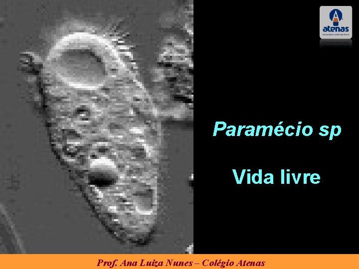 Paramécio sp Vida livre Prof. Ana Luiza Nunes – Colégio Atenas Paramécio sp Vida livre Prof. Ana Luiza Nunes – Colégio Atenas
