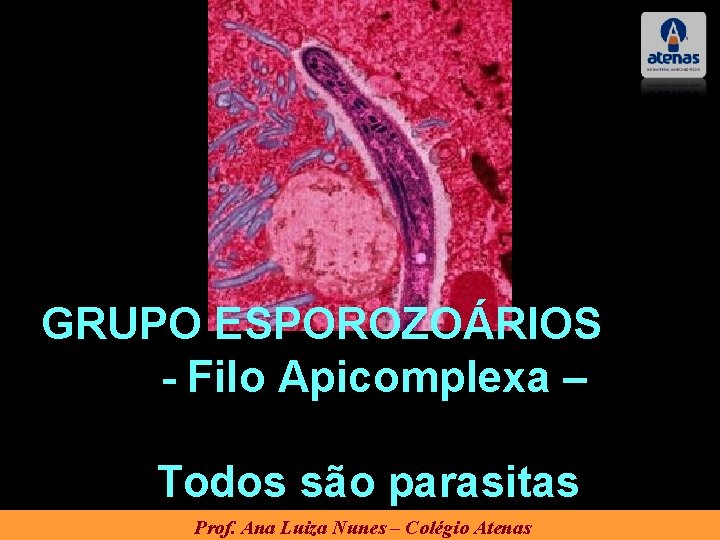 GRUPO ESPOROZOÁRIOS - Filo Apicomplexa – Todos são parasitas Prof. Ana Luiza Nunes – GRUPO ESPOROZOÁRIOS - Filo Apicomplexa – Todos são parasitas Prof. Ana Luiza Nunes –