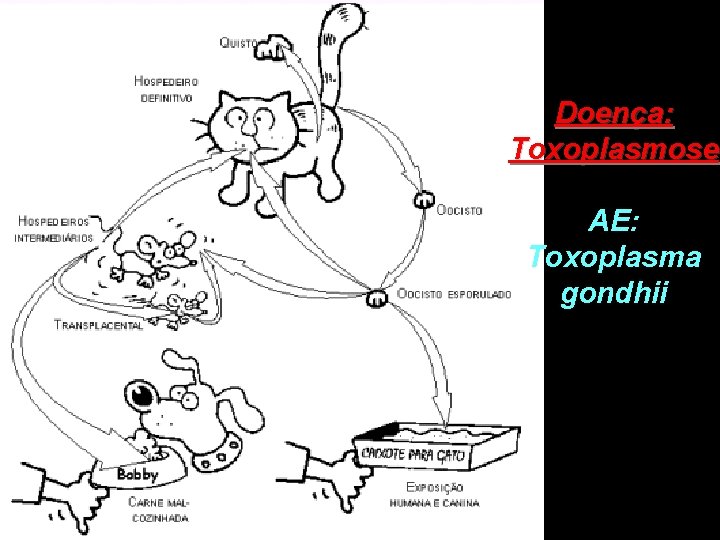 Doença: Toxoplasmose AE: Toxoplasma gondhii Doença: Toxoplasmose AE: Toxoplasma gondhii