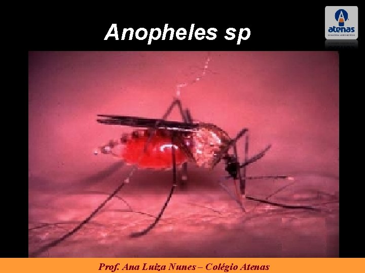 Anopheles sp Prof. Ana Luiza Nunes – Colégio Atenas 