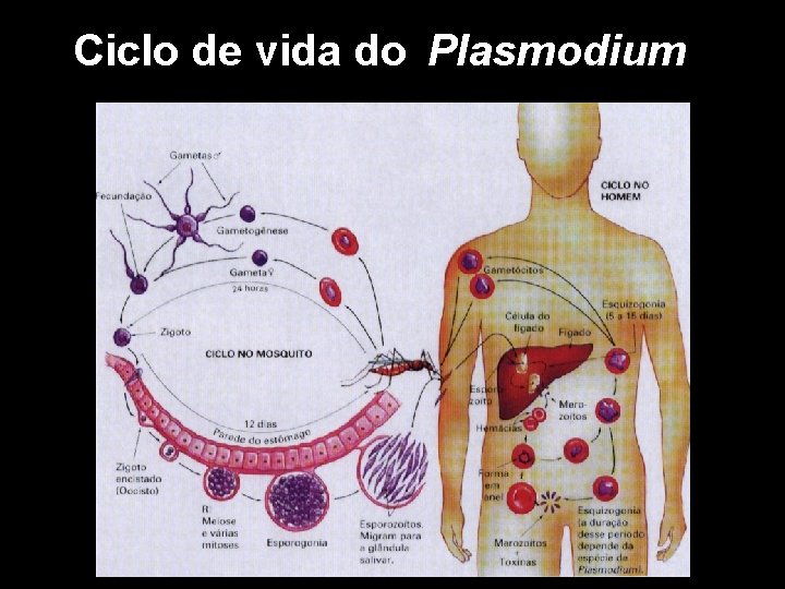 Ciclo de vida do Plasmodium Ciclo de vida do Plasmodium