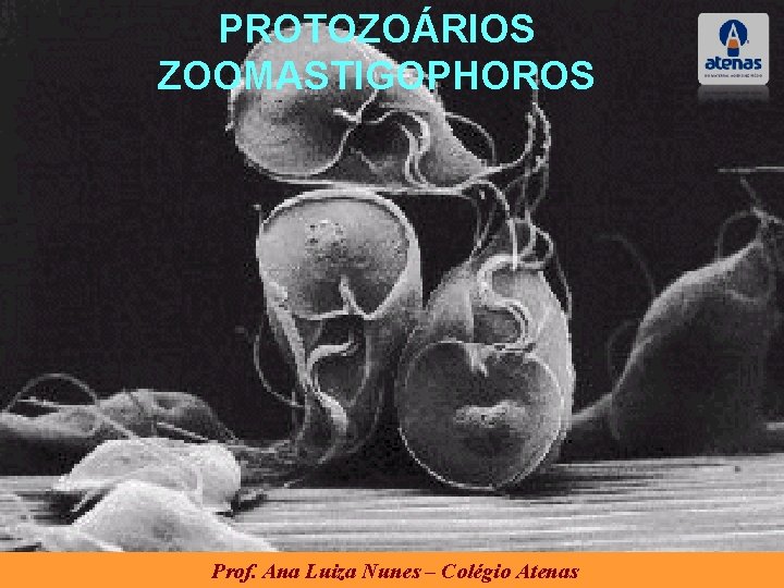 PROTOZOÁRIOS ZOOMASTIGOPHOROS Prof. Ana Luiza Nunes – Colégio Atenas PROTOZOÁRIOS ZOOMASTIGOPHOROS Prof. Ana Luiza Nunes – Colégio Atenas